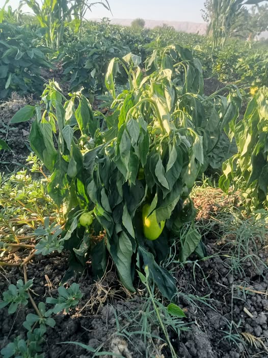 عندي اعفان في الشطه